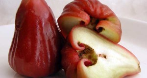 Pomme de rose ou Pomme d'eau ou Pomme de Java - Syzygium aqueum - chom pou ชมพู่